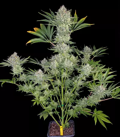 Semi femminizzati di Serious Kush