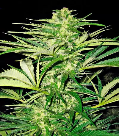 Shark Shock CBD Seeds