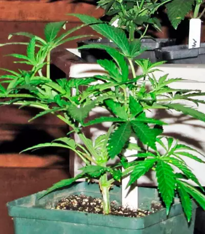 Star 47 feminized seeds