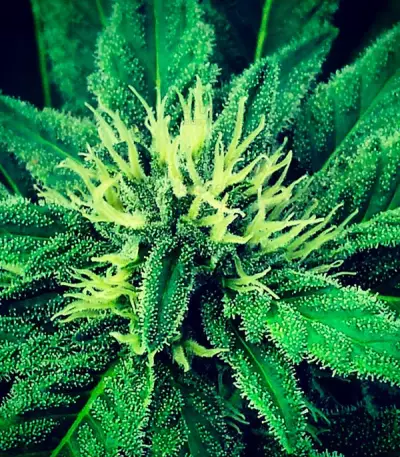 Super Skunk feminized seeds (Vision Seeds)