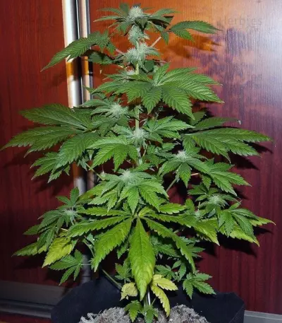 White Widow Auto feminized seeds (Green House Seeds)