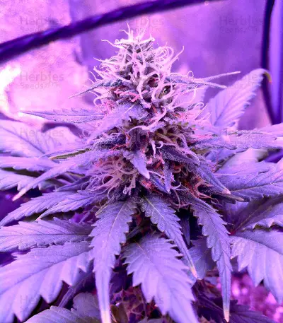 Amnesia Seeds (World of Seeds)