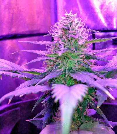 Amnesia Seeds (World of Seeds)