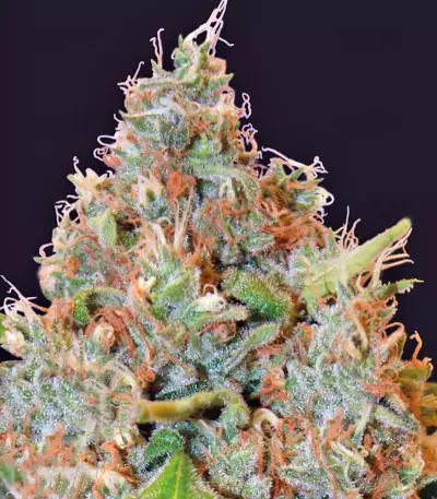 Chronic Thunder Seeds