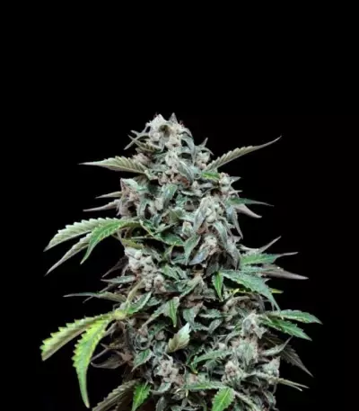 Maxi Haze Auto feminized seeds