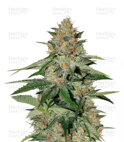 Delicious Candy Early Version feminized seeds