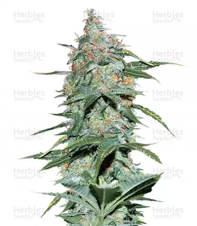 Buy Amnesia Ryder feminized seeds
