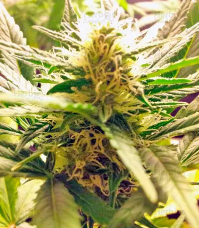 Super Bud (GHS)