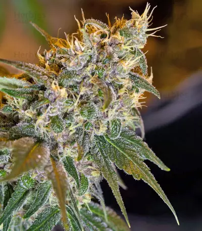 Sweet Special F1 Fast version feminized seeds