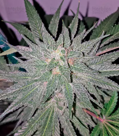 Semi femminizzati Afgooey