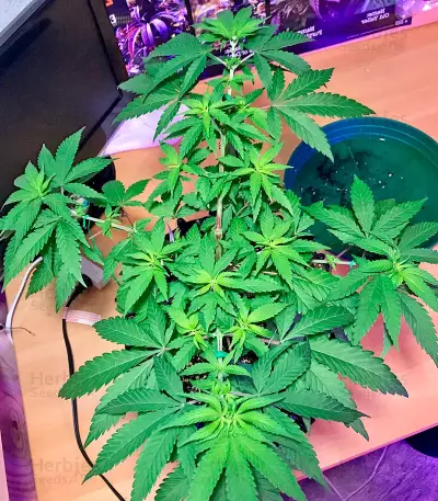 Aurora Indica regular strain