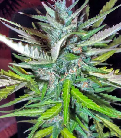 Auto Afghan Mass (00 Seeds)