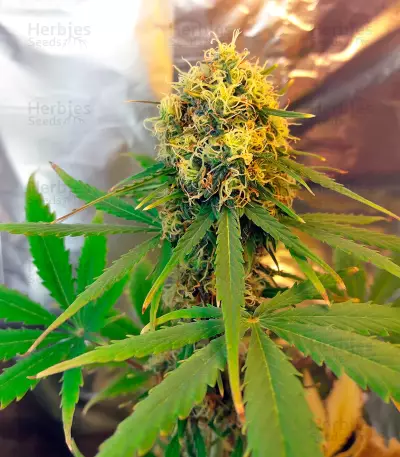 Auto Fresh Candy strain