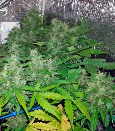 Auto Lennon feminized seeds