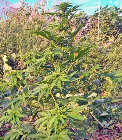 Semi femminizzati CBD Auto White Widow