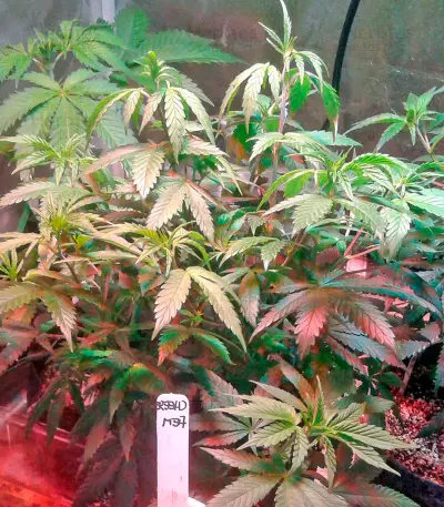 Cheese (Dinafem Seeds)