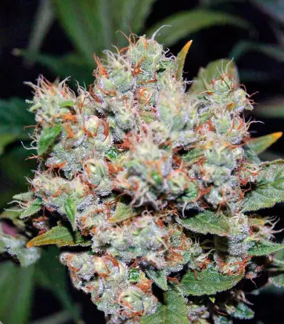 Graines de cannabis Freddy's Best (Dutch Passion)