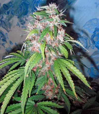 Hollands Hope Seeds