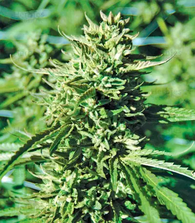 Lost Coast OG (Humboldt Seeds Organization)