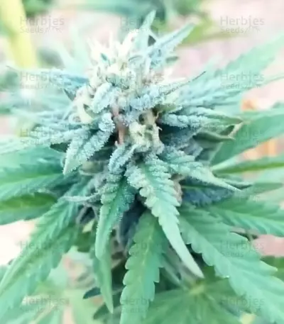 Marmalate Early Version feminized seeds