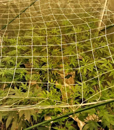 Semi femminizzati Master Kush (Humboldt Seeds Organization)