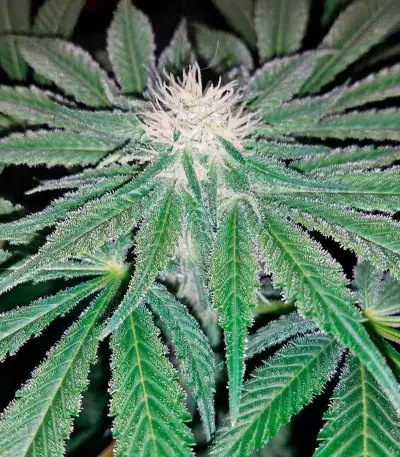 Mazar Kush (World of Seeds)