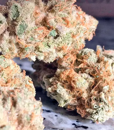 Graines de cannabis Papaya regular (Nirvana Seeds)