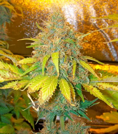 Pure Power Plant Seeds (Nirvana Seeds)