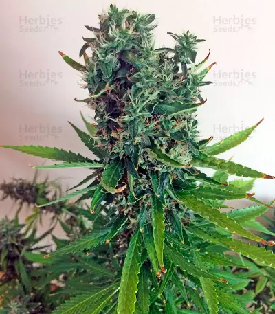 White Widow XXL Autoflowering feminized seeds