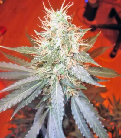 Jack Herer Auto (GHS)