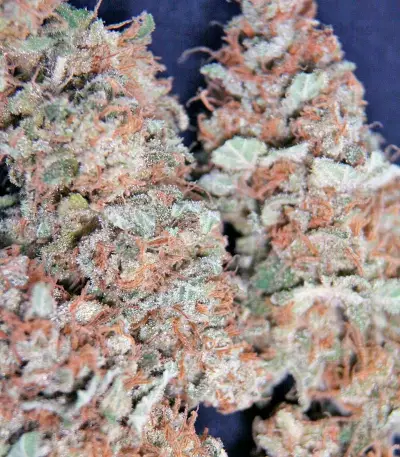 Semi femminizzati Moby Dick (Green House Seeds)