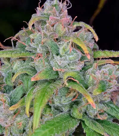 StarRyder Auto feminized seeds