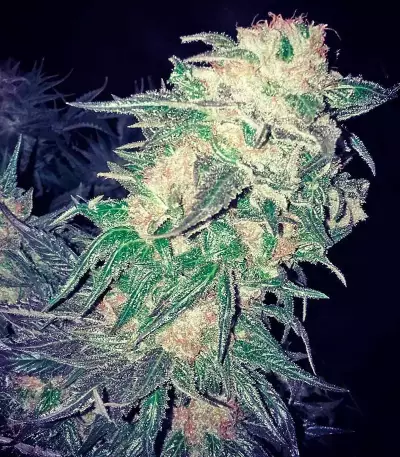 Afghan Kush feminized seeds