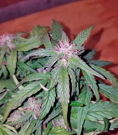 Auto Pyramid feminized seeds