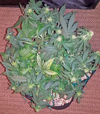 Graines de cannabis Auto Sweet Soma (00 Seeds)