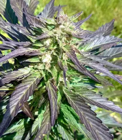 Auto Whiteberry (Paradise Seeds)