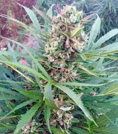 Blow Mind Auto Seeds