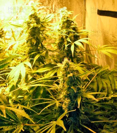 Chronic Haze Seeds