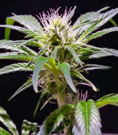 Damn Sour Seeds
