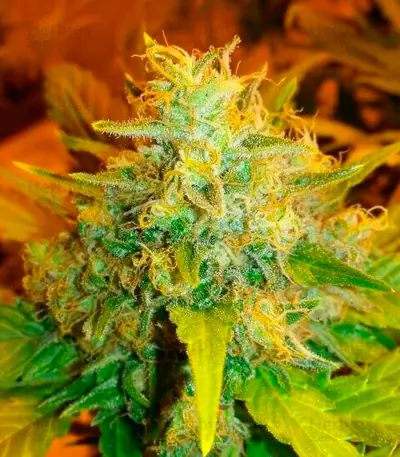 Excalibur (Eva Seeds)