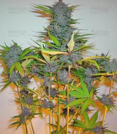 Fastberry Auto (Fast Buds)