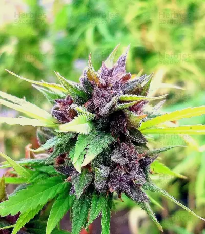 Hollands Hope Seeds