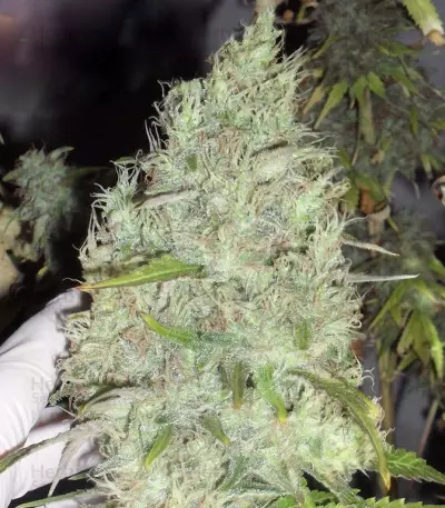The Incredible Bulk Seeds (Dr. Krippling Seeds)