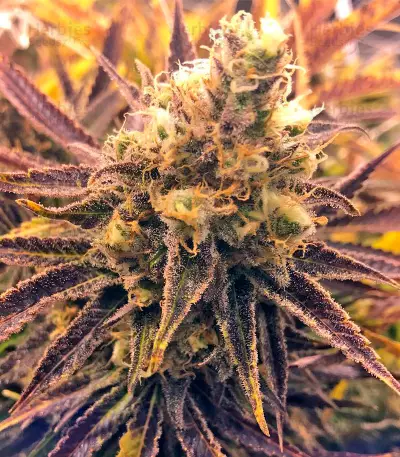 Kritikal-K Seeds