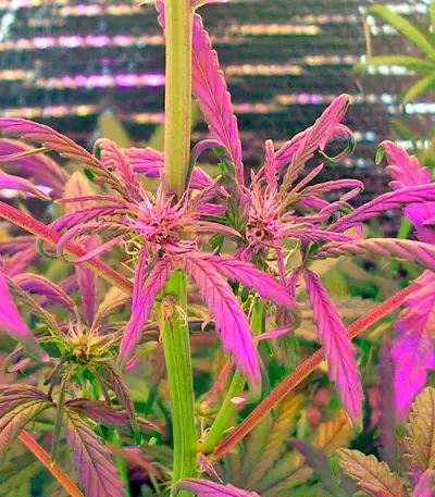 Kush`N`Cheese Autoflowering Seeds