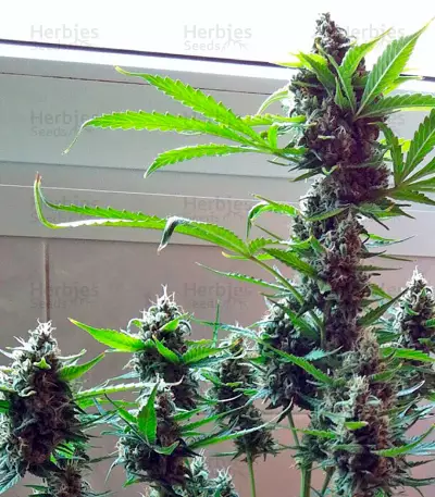 Northern Lights x Big Bud Ryder Seeds