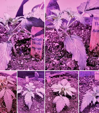 Pakistan Valley (World of Seeds) Cannabis-Samen