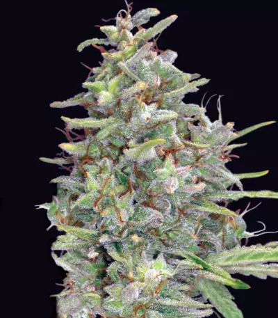 G13 Haze Regular (Barney's Farm)