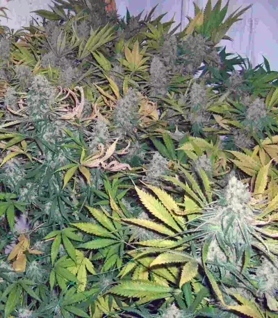 Ganesh Spirit Seeds