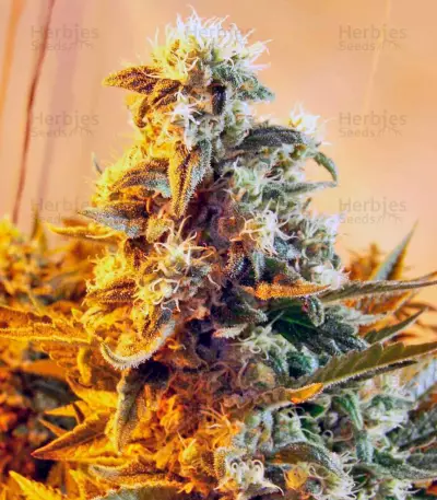 Skunk #1 regular (Dutch Passion)